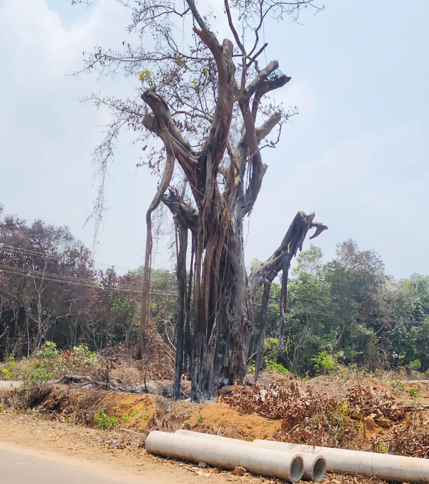 ಬೇಳೂರು ; ಜೀವಂತ ಆಲದ (ಗೋಳಿ) ಮರಕ್ಕೆ ಬೆಂಕಿ!                       ದೂರು ಕೊಟ್ಟರೂ ಪ್ರಶ್ನೆ ಮಾಡದ ಅಧಿಕಾರಿಗಳು !!